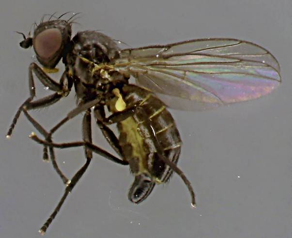 Ceradontha bimaculata